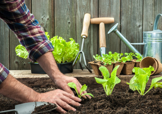 24.01.24 | SUSTAINABILITY: MIC’s collective vegetable garden cited as an example